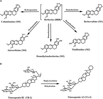 Enhanced Anti-diabetic Effect of Berberine Combined With Timosaponin B2 in Goto-Kakizaki Rats, Associated With Increased Variety and Exposure of Effective Substances Through Intestinal Absorption